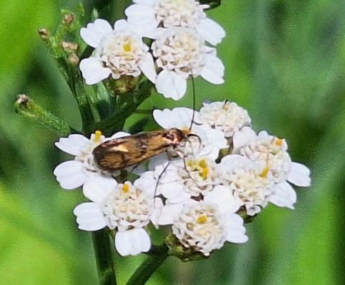 Nemophora pfeifferella